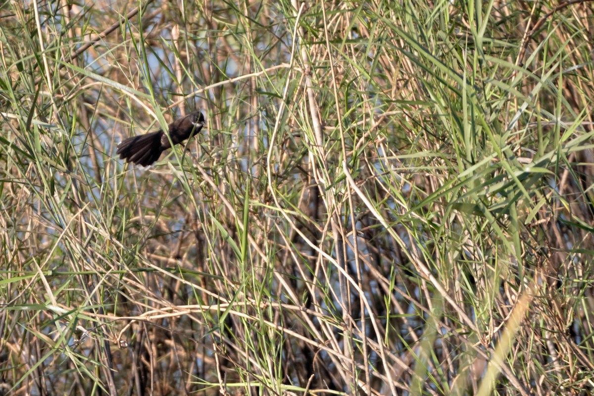 Malaysian Pied-Fantail - ML493955011