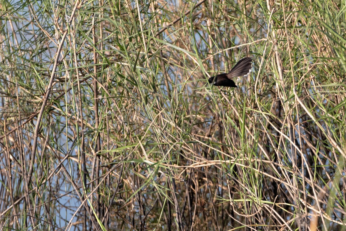 Malaysian Pied-Fantail - ML493955081