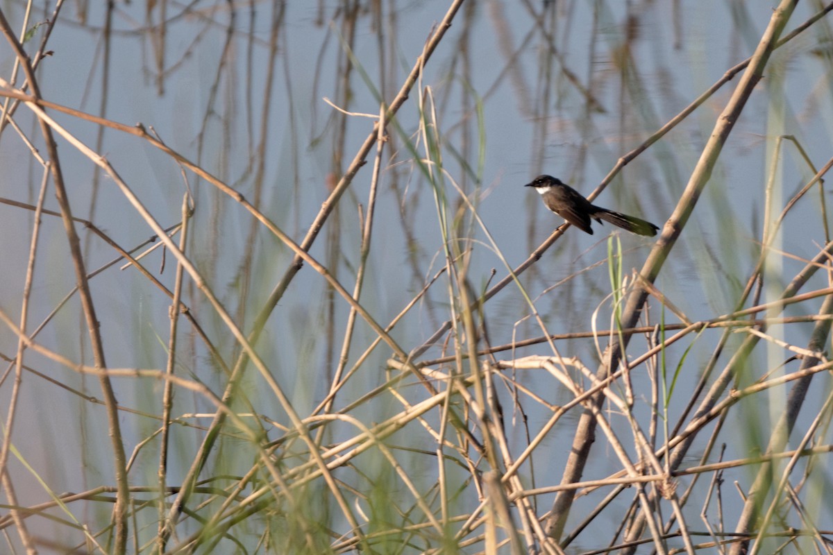 Malaysian Pied-Fantail - ML493955251