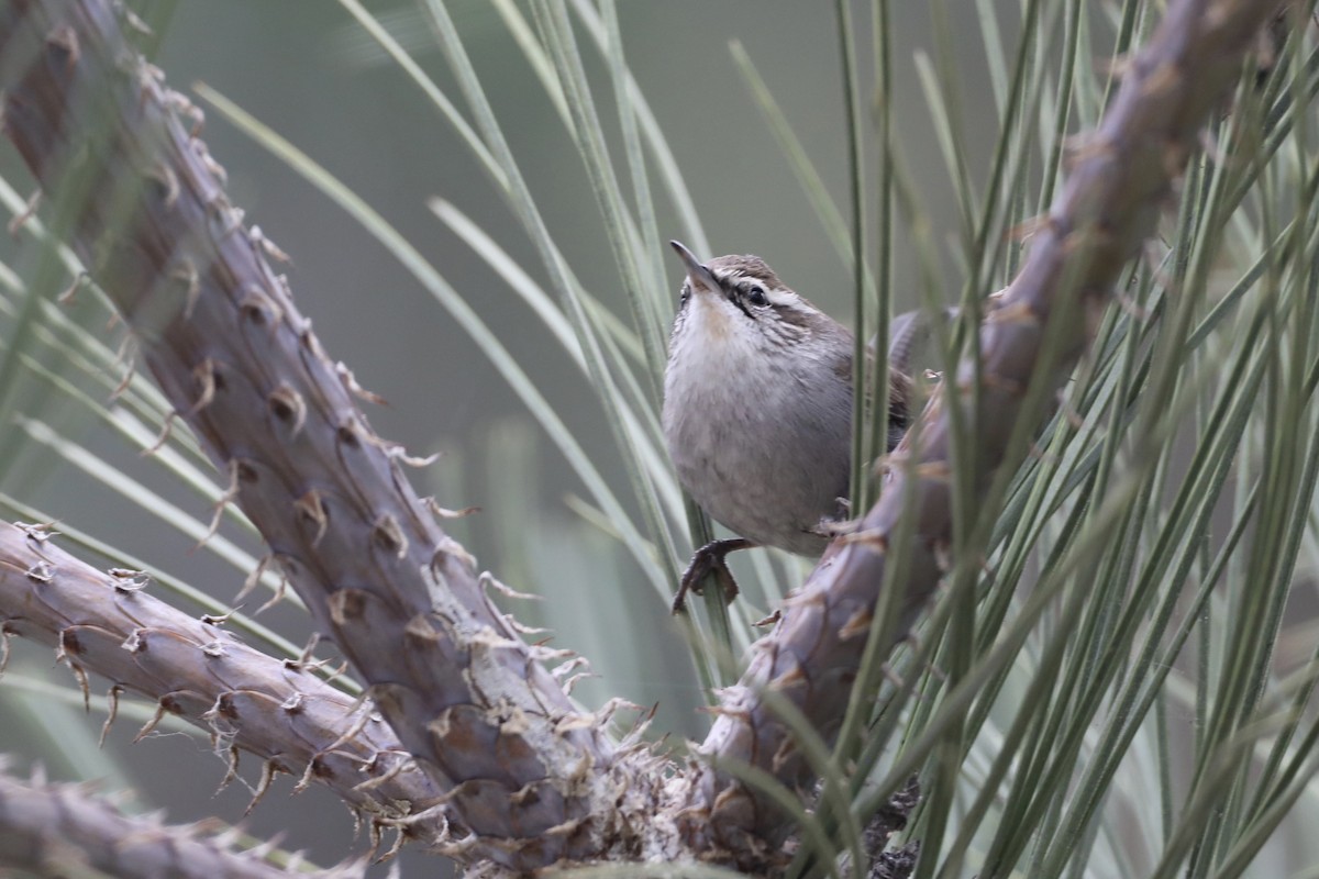 Bewick's Wren - ML493959231