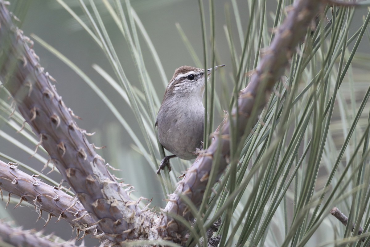 Bewick's Wren - ML493959251