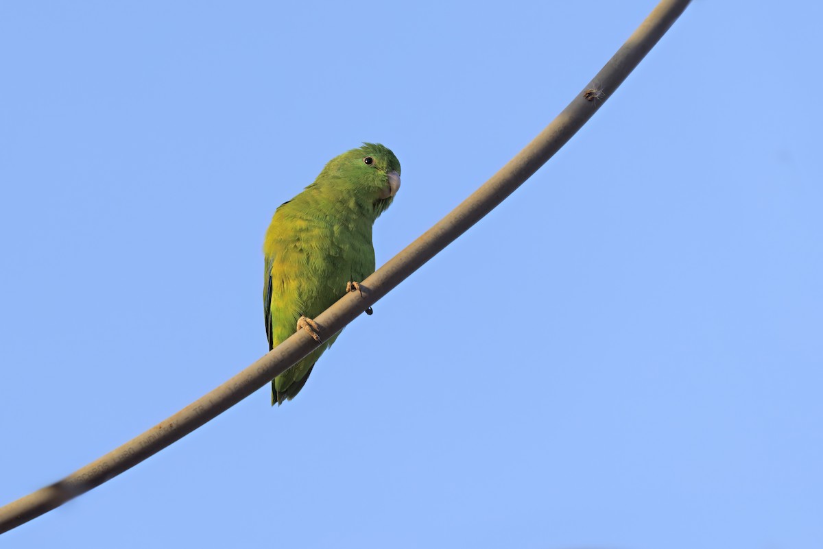 papoušíček modrokřídlý - ML493959441