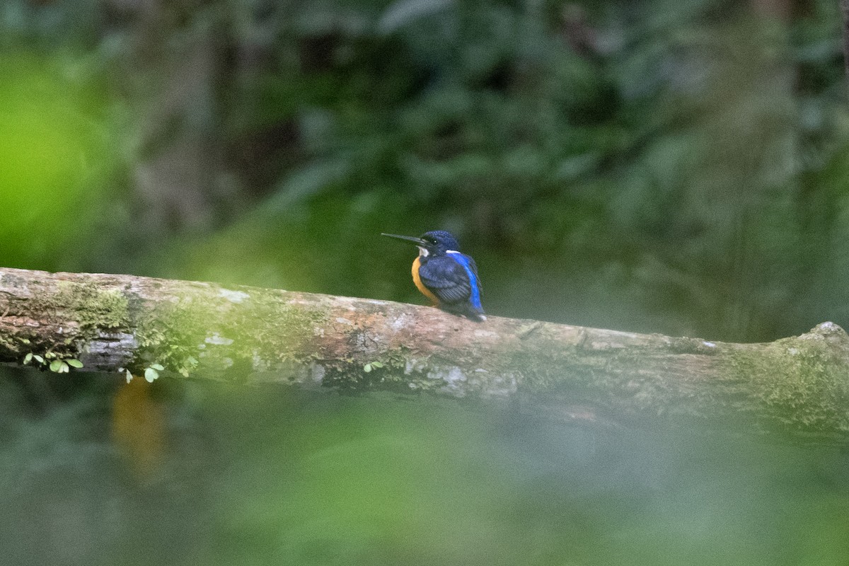 Papuan Dwarf-Kingfisher - John C. Mittermeier