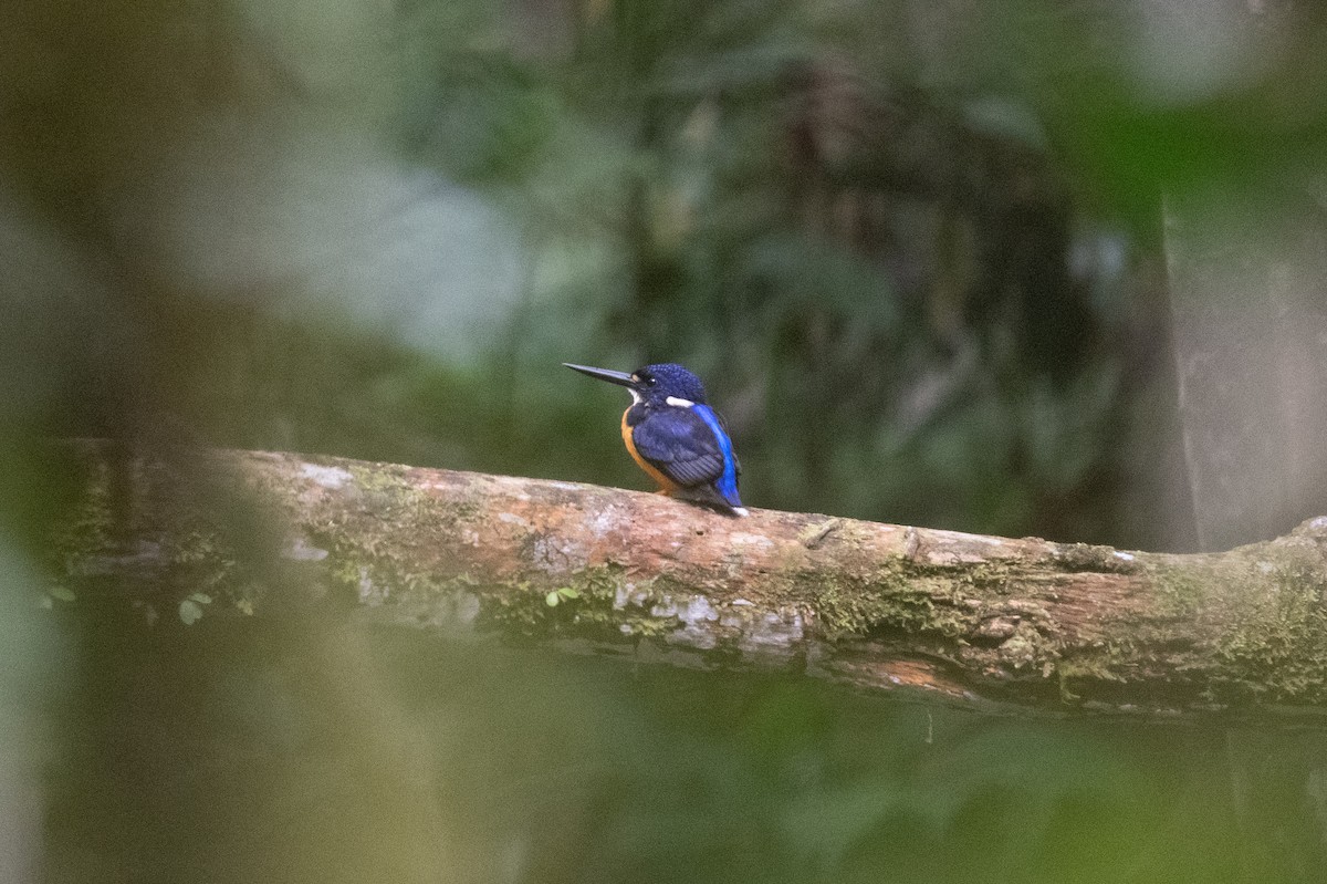 Papuan Dwarf-Kingfisher - John C. Mittermeier