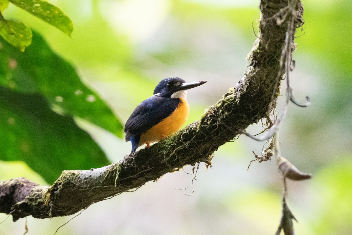 Papuan Dwarf-Kingfisher - John C. Mittermeier