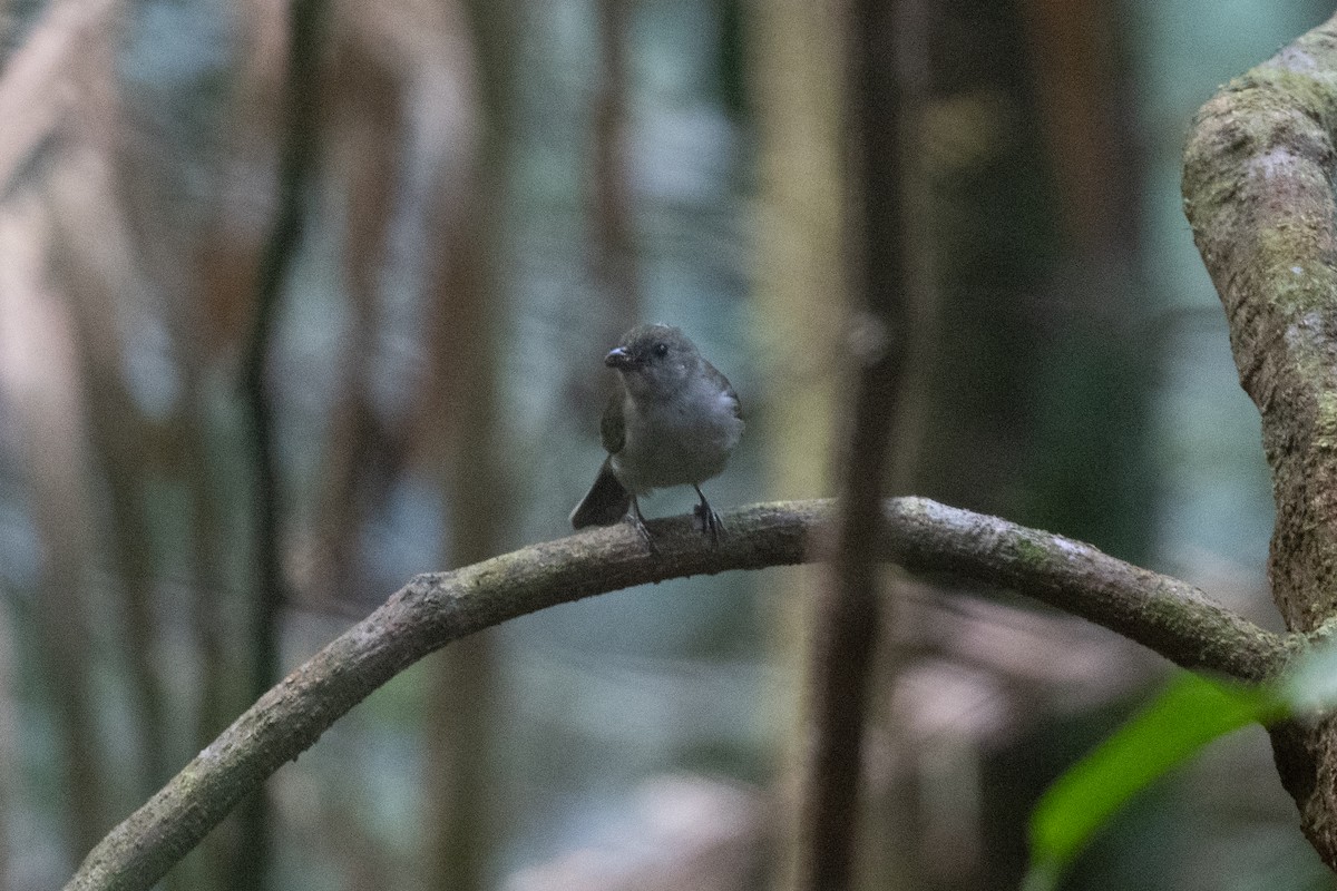 Black Berrypecker - ML493962121