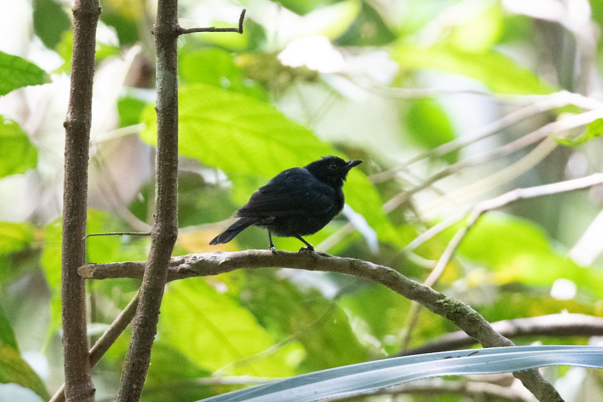 Black Berrypecker - ML493962151