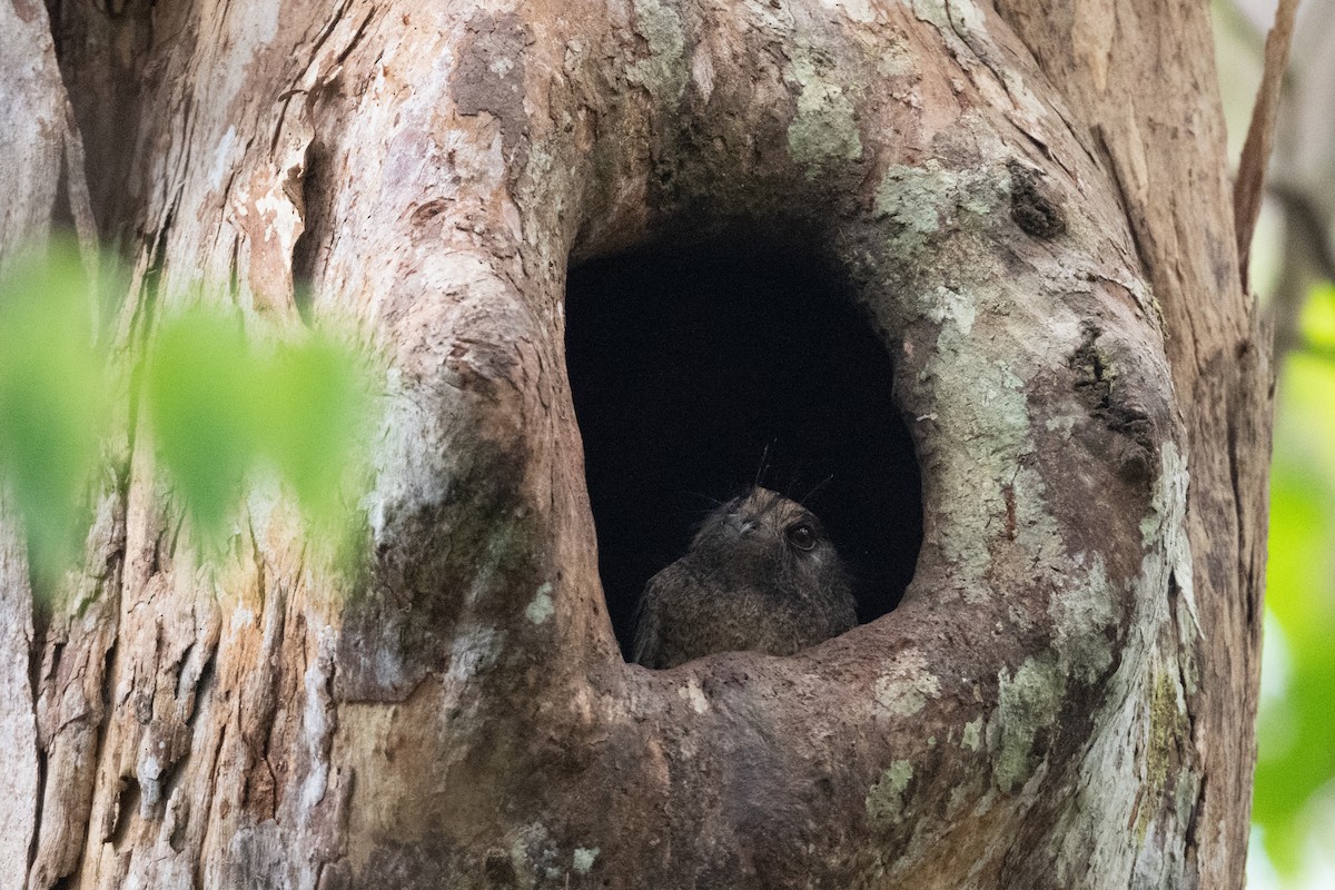 Barred Owlet-nightjar - John C. Mittermeier