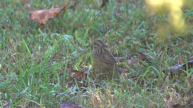 Lincoln's Sparrow - ML493965061