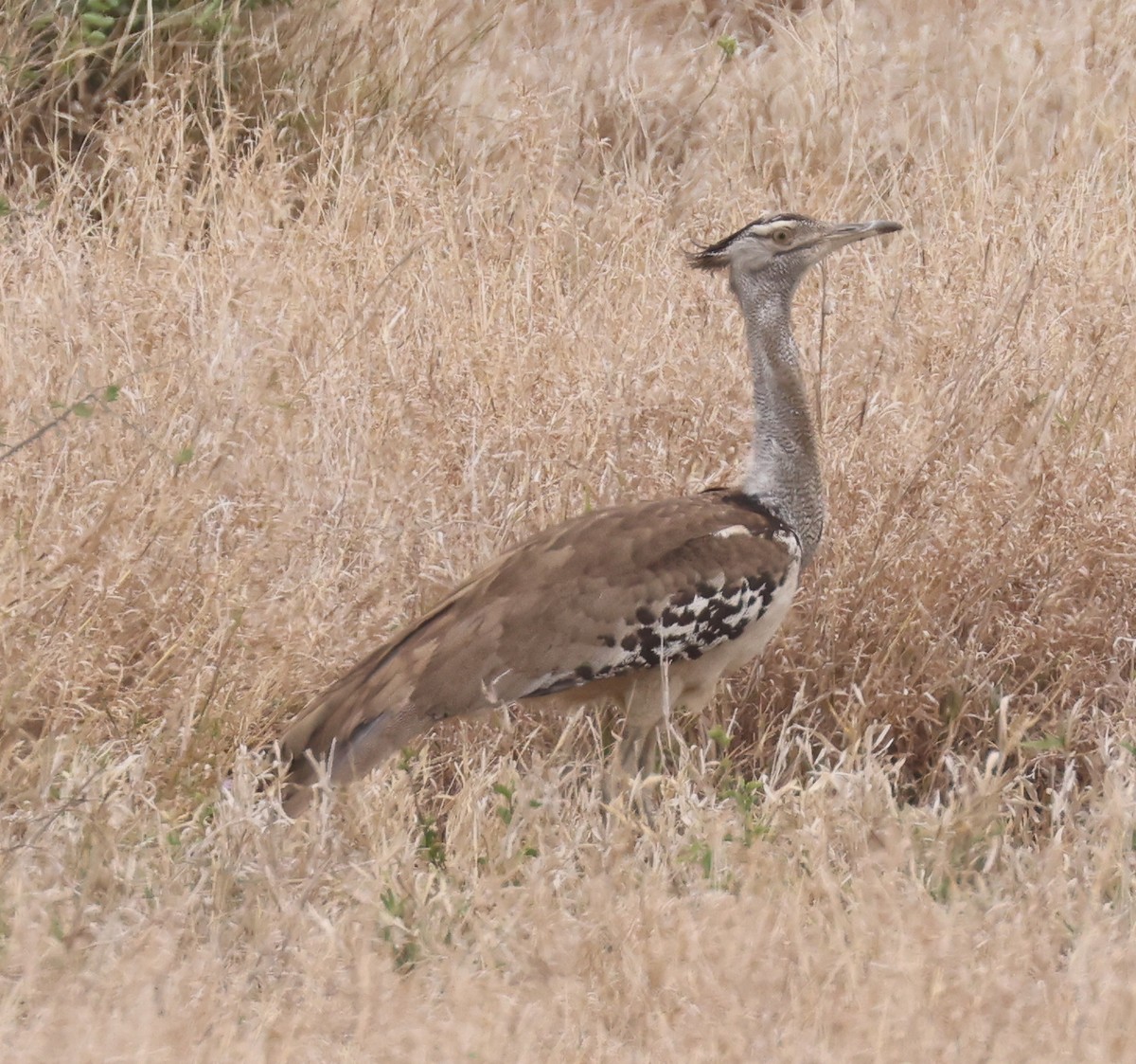 Kori Bustard - Jordan Roderick