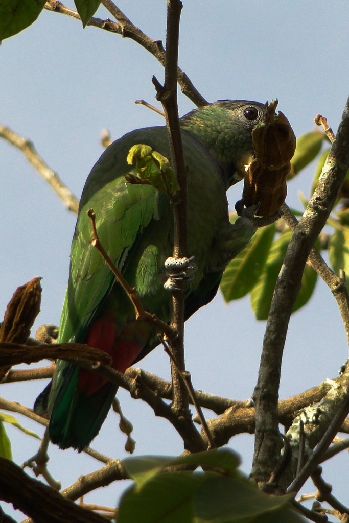 Scaly-headed Parrot - ML49396651