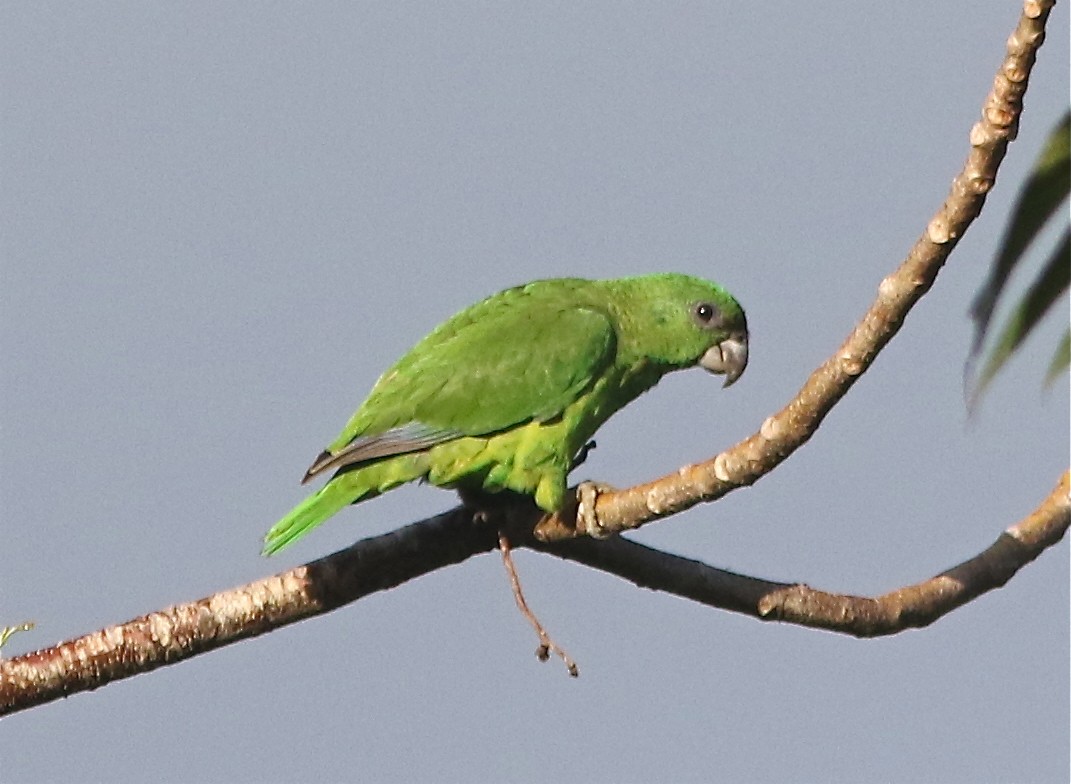 Black-billed Parrot - Don Roberson