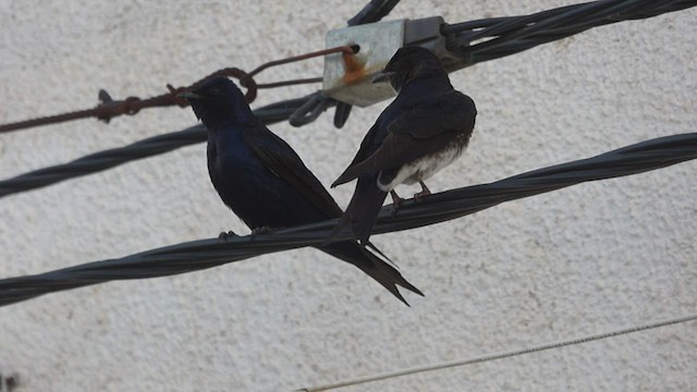 Golondrina Sureña - ML493968201