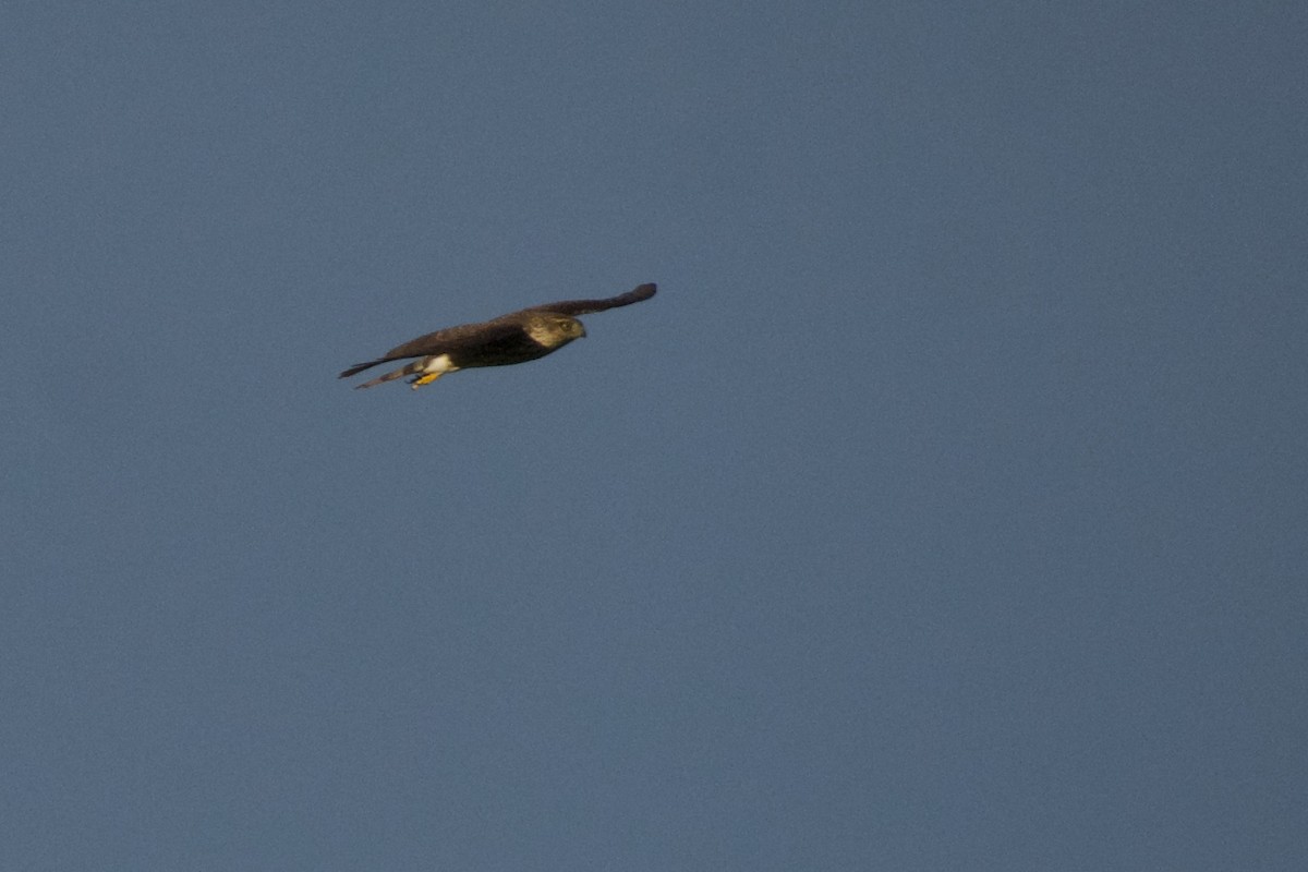 Sharp-shinned Hawk - ML493968761