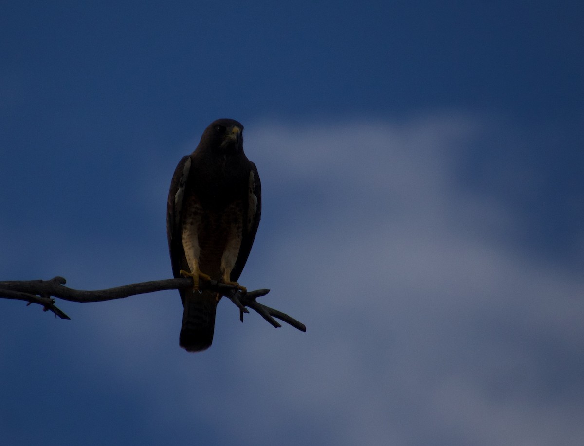 Swainson's Hawk - ML493968861