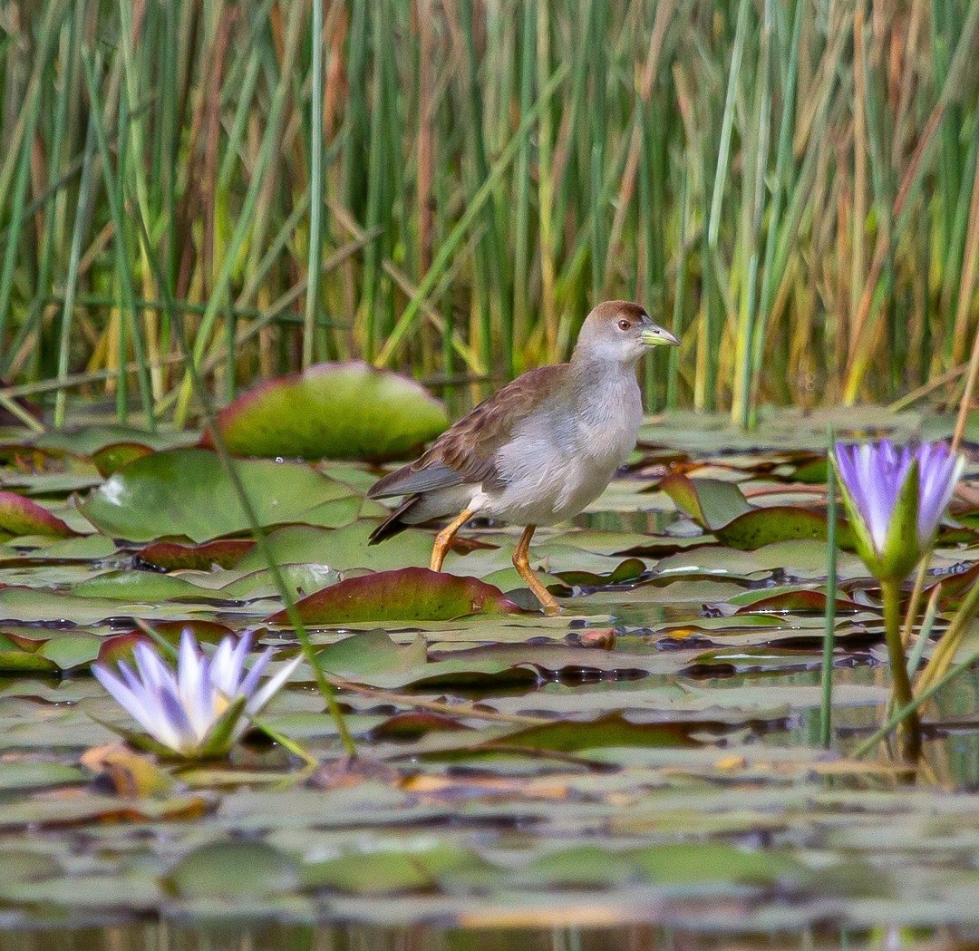 Azure Gallinule - ML493971211