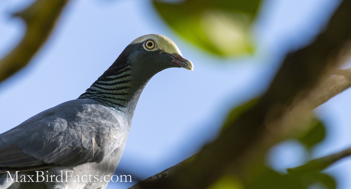 White-crowned Pigeon - ML493971411