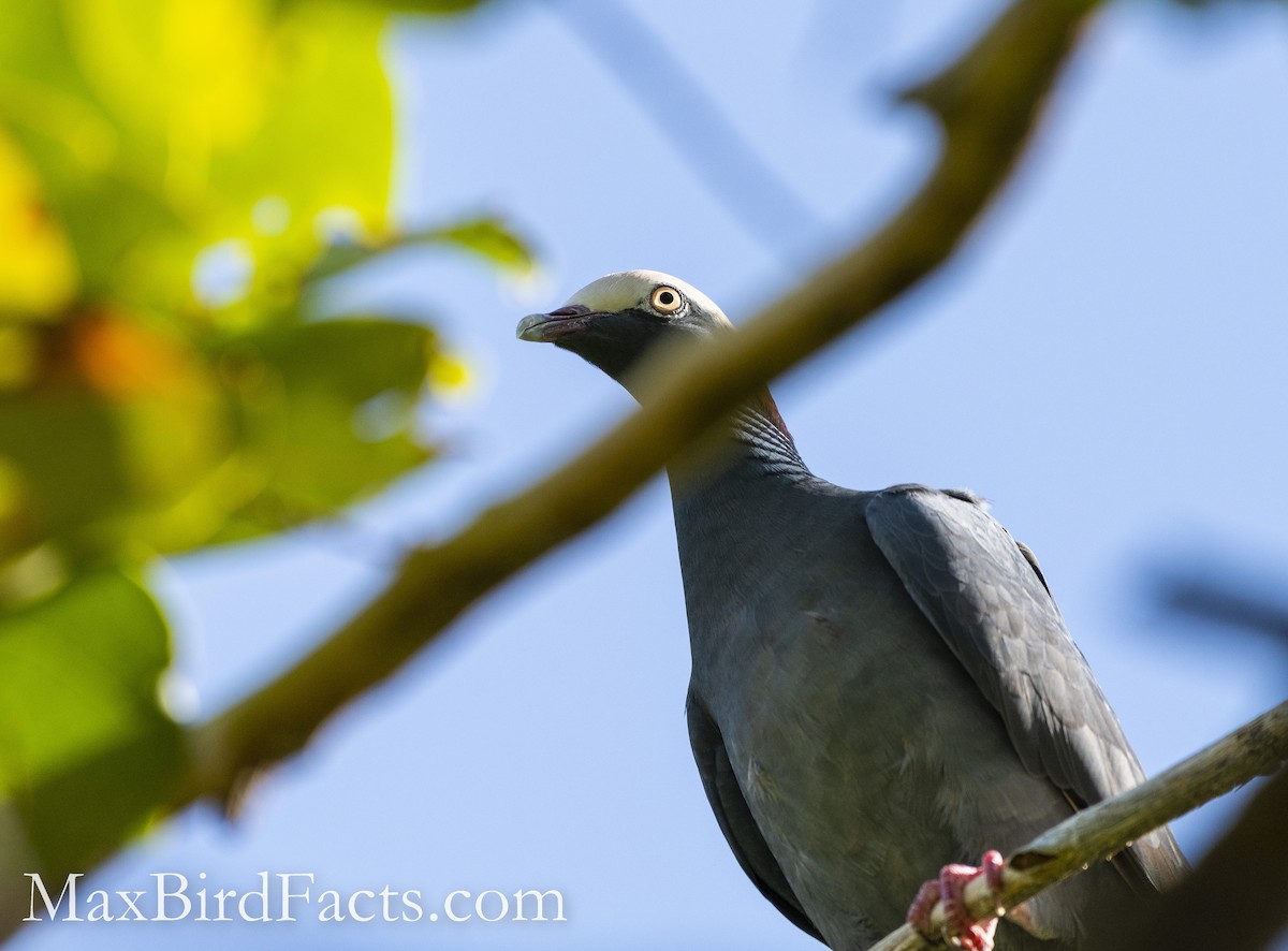 Pigeon à couronne blanche - ML493971421