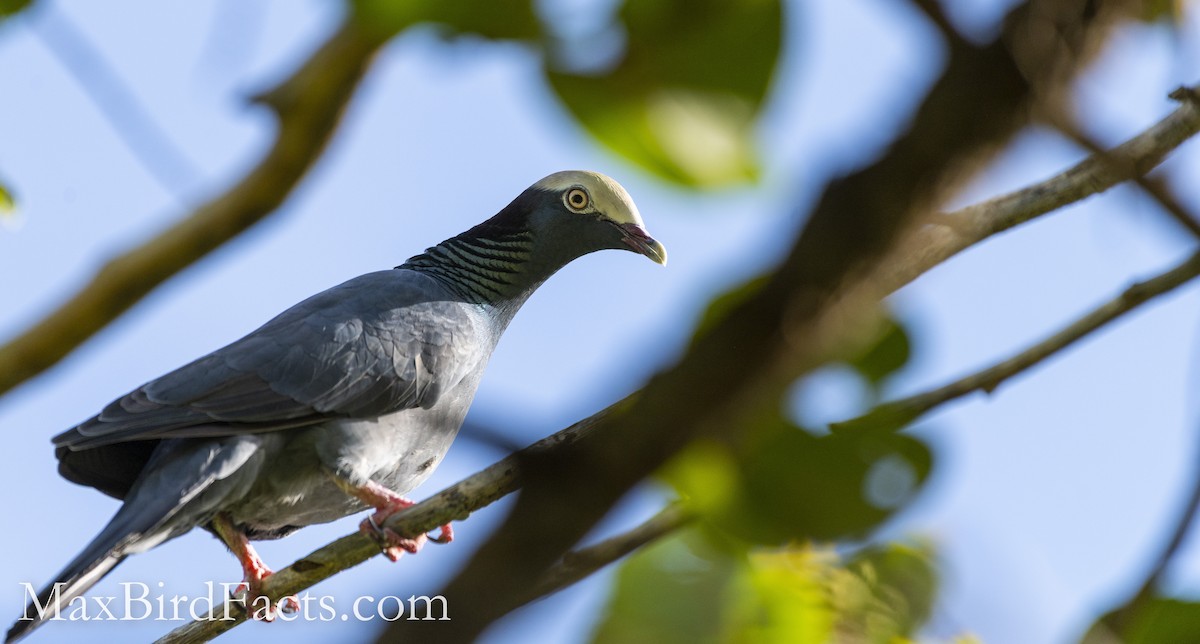 White-crowned Pigeon - ML493971431