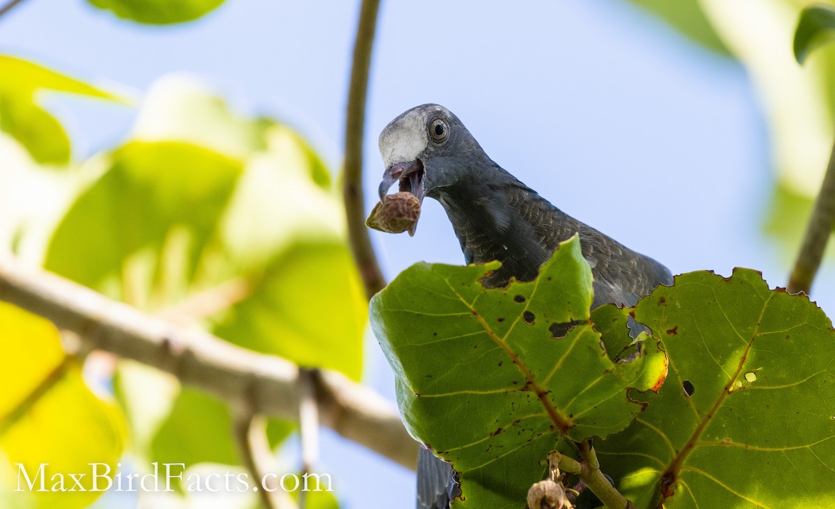 White-crowned Pigeon - ML493971461