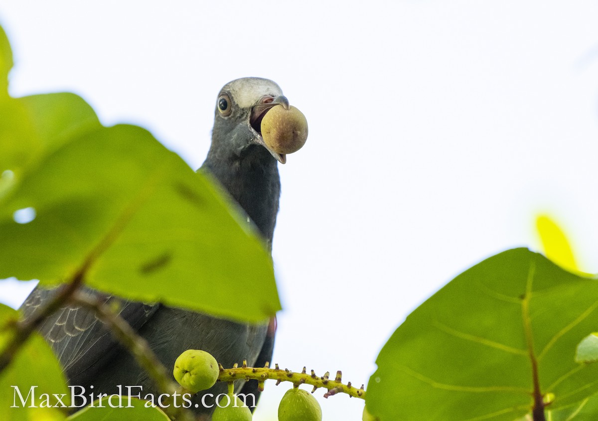 White-crowned Pigeon - ML493971471