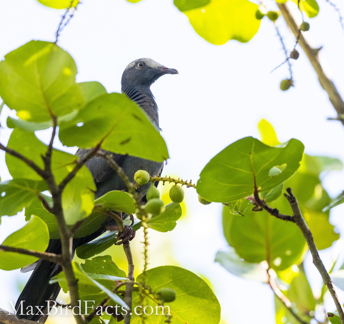 White-crowned Pigeon - ML493971521