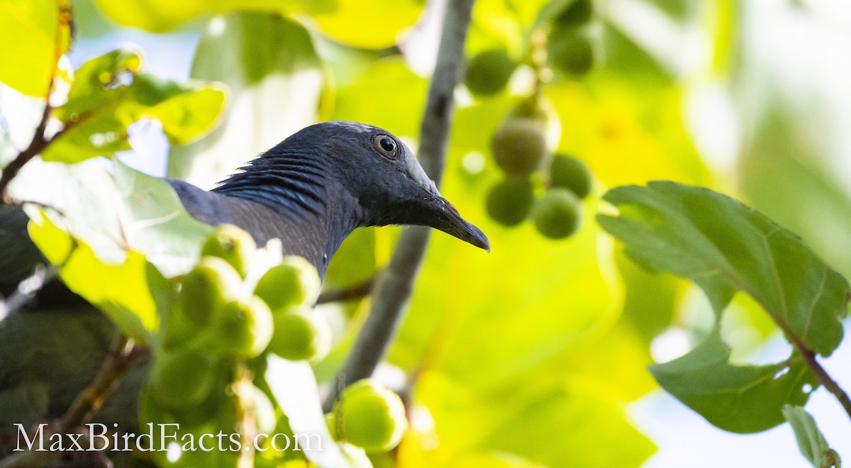 White-crowned Pigeon - ML493971531
