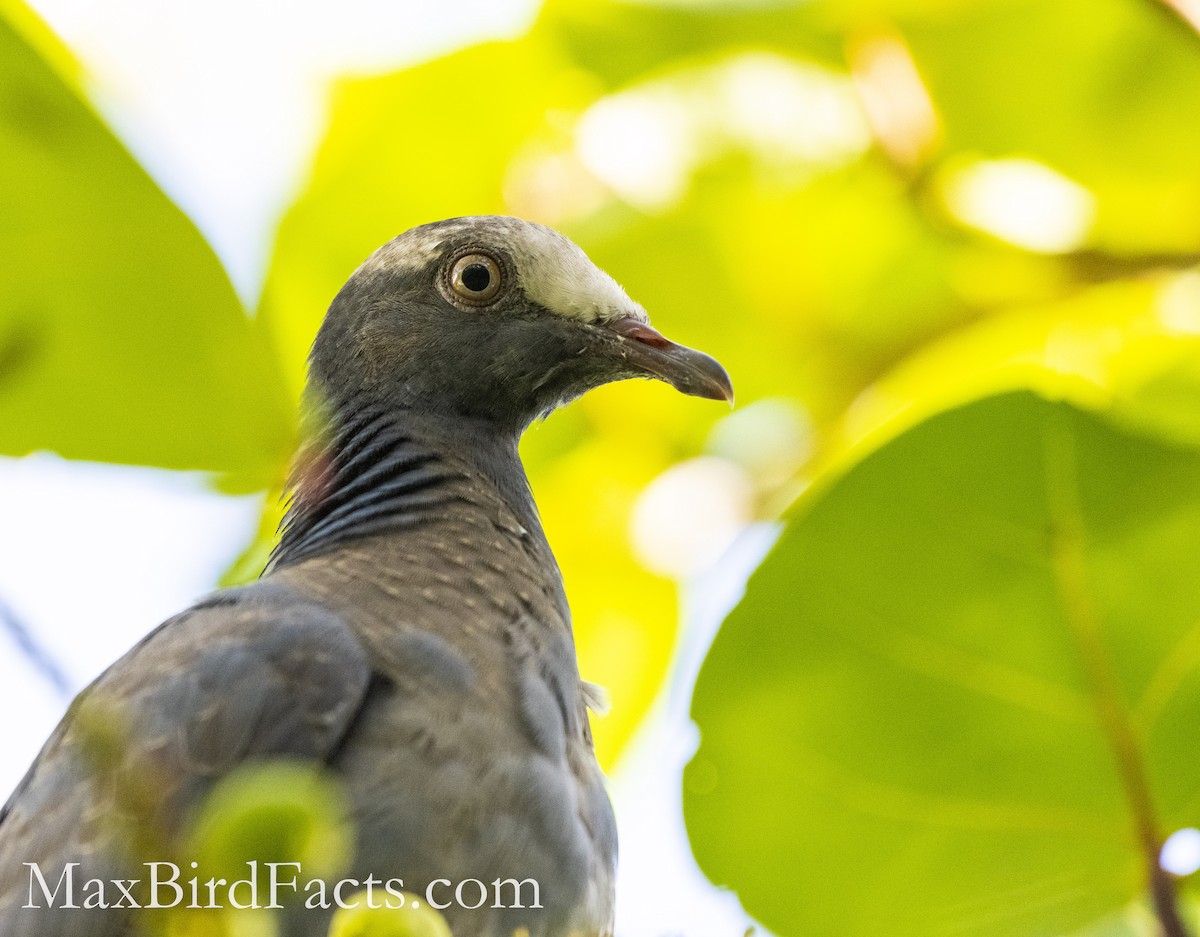 White-crowned Pigeon - ML493971541