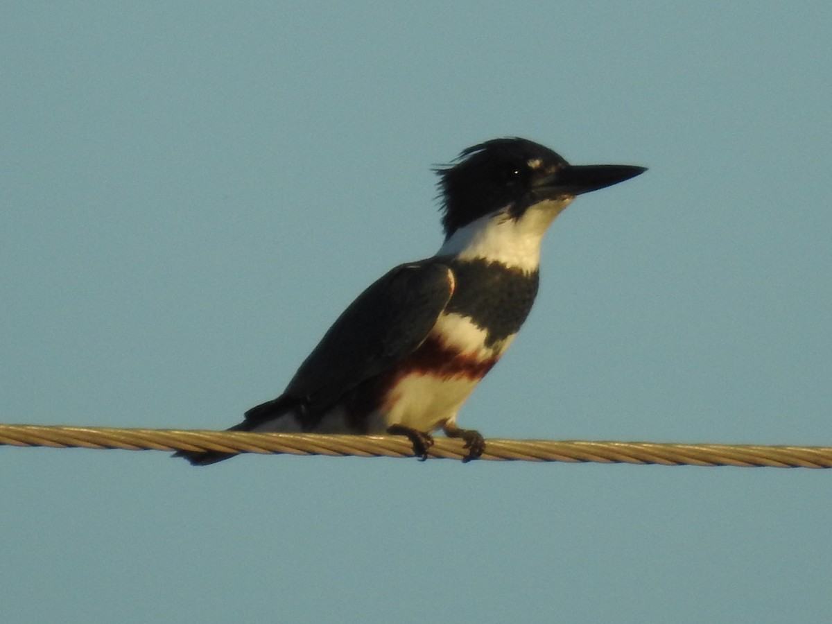 Belted Kingfisher - ML493972791