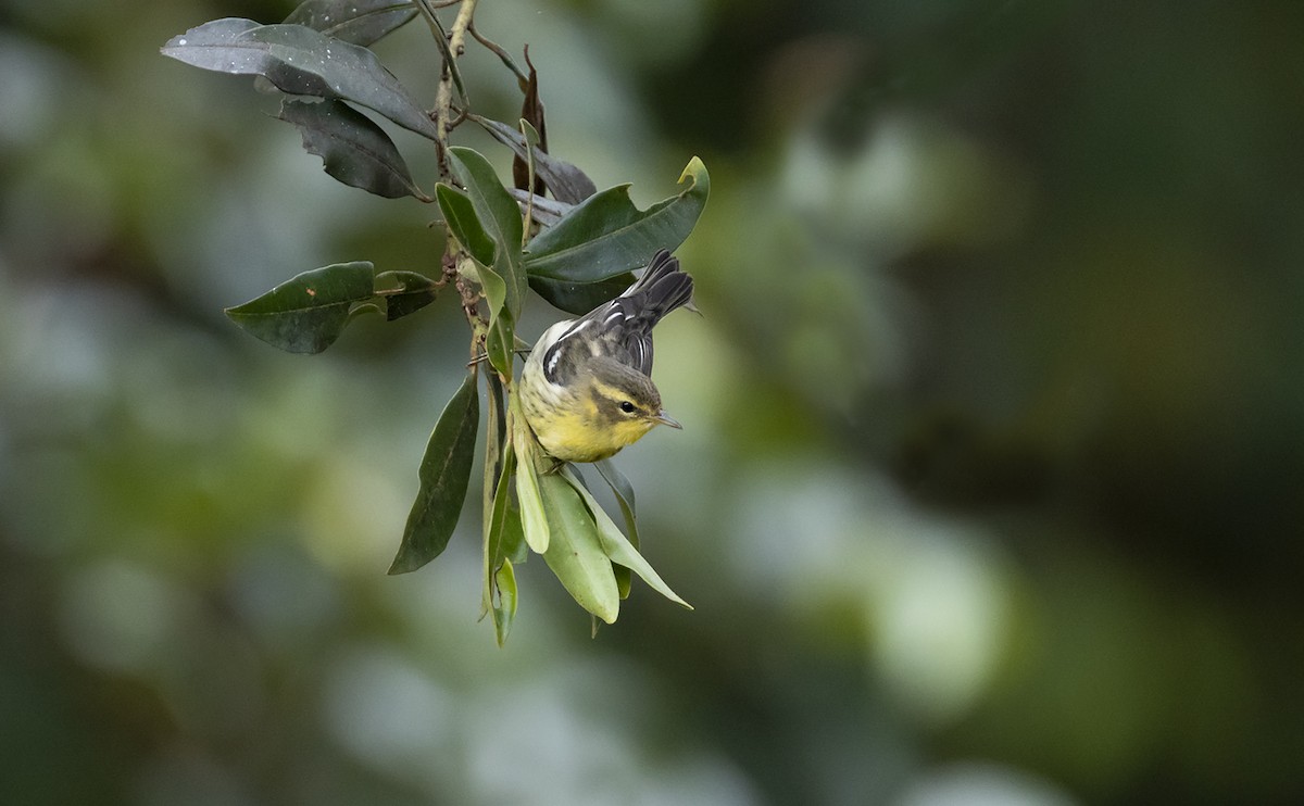 Blackburnian Warbler - ML493972821