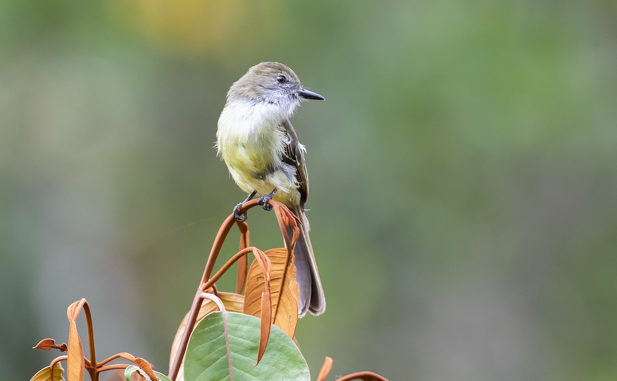 Apical Flycatcher - ML493973381