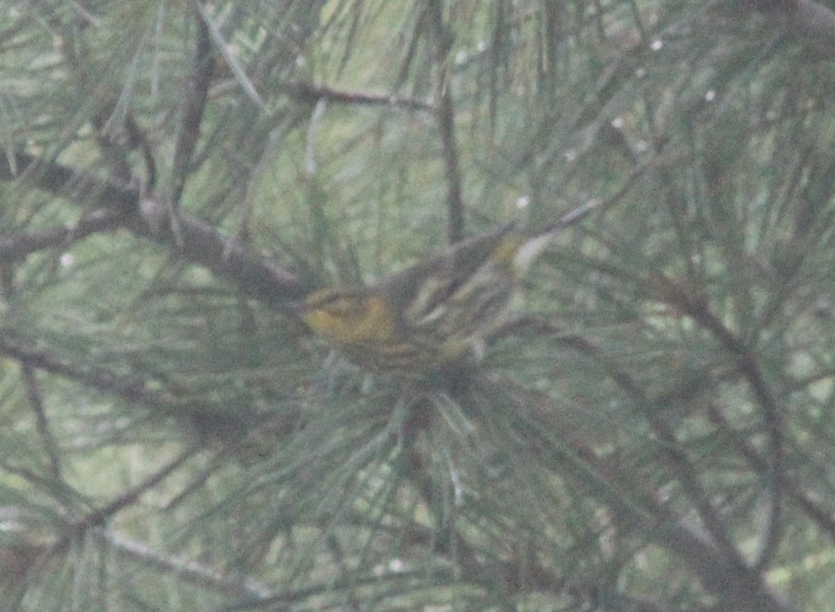 Cape May Warbler - ML493975251