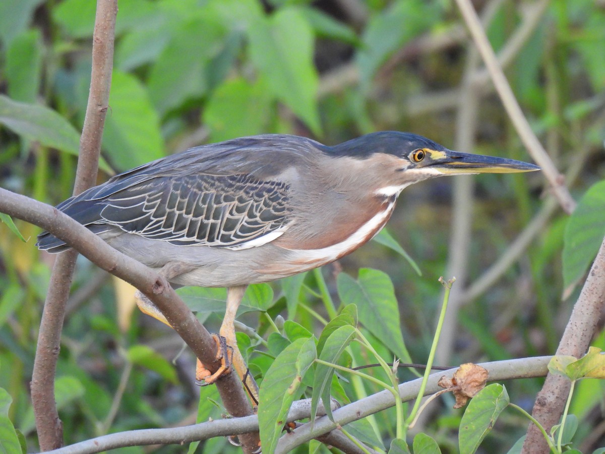 Striated Heron (South American) - ML493976131