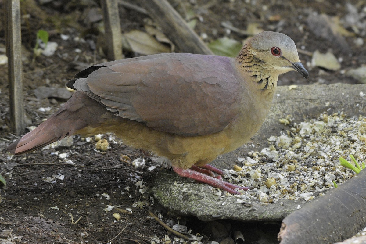 White-faced Quail-Dove - ML493976531