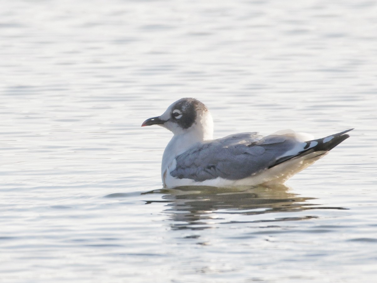 Franklin's Gull - ML493976641