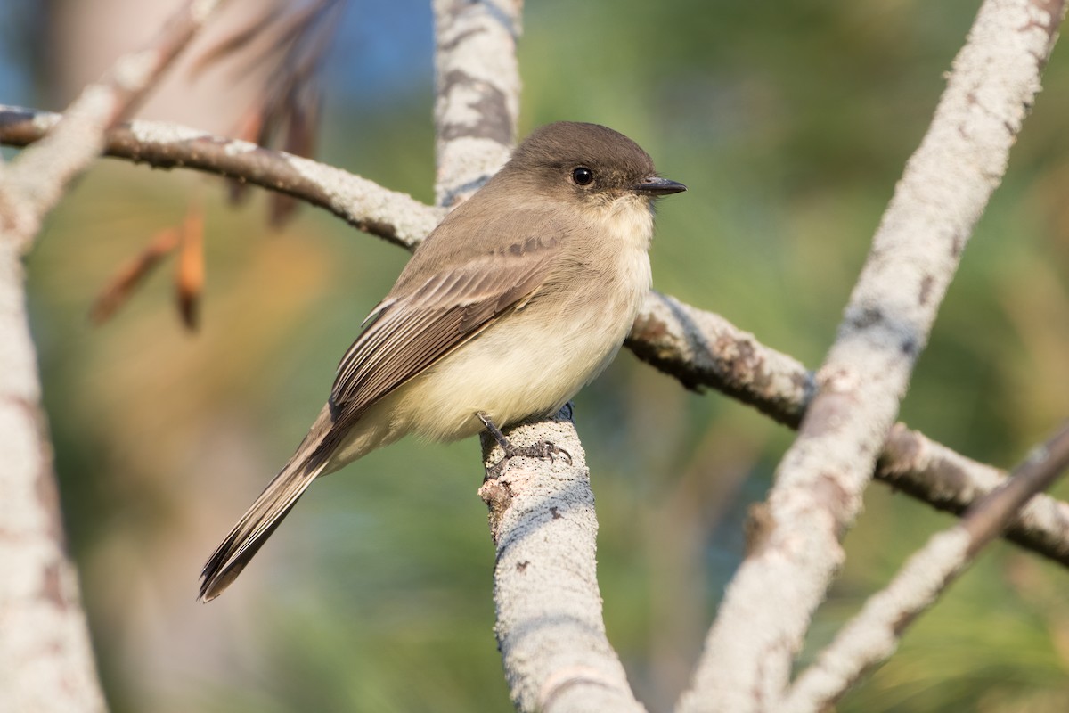 Eastern Phoebe - Phil Harvey