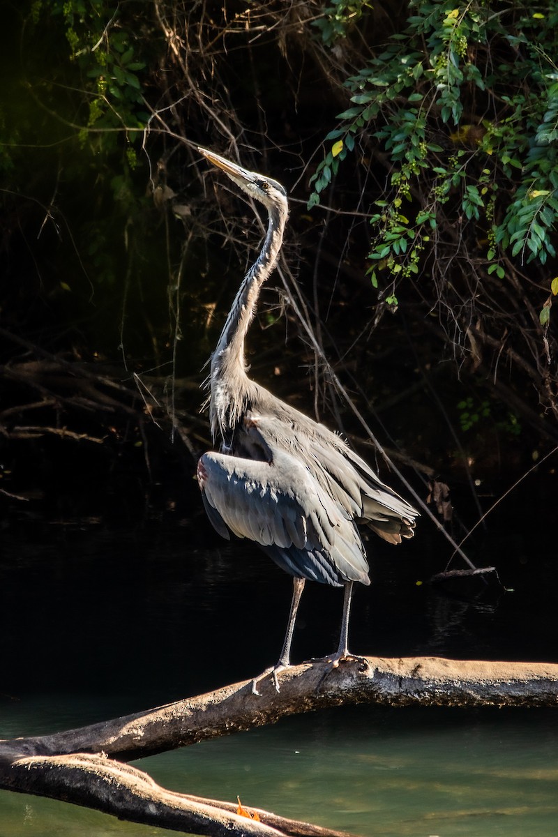 Great Blue Heron - ML493979151