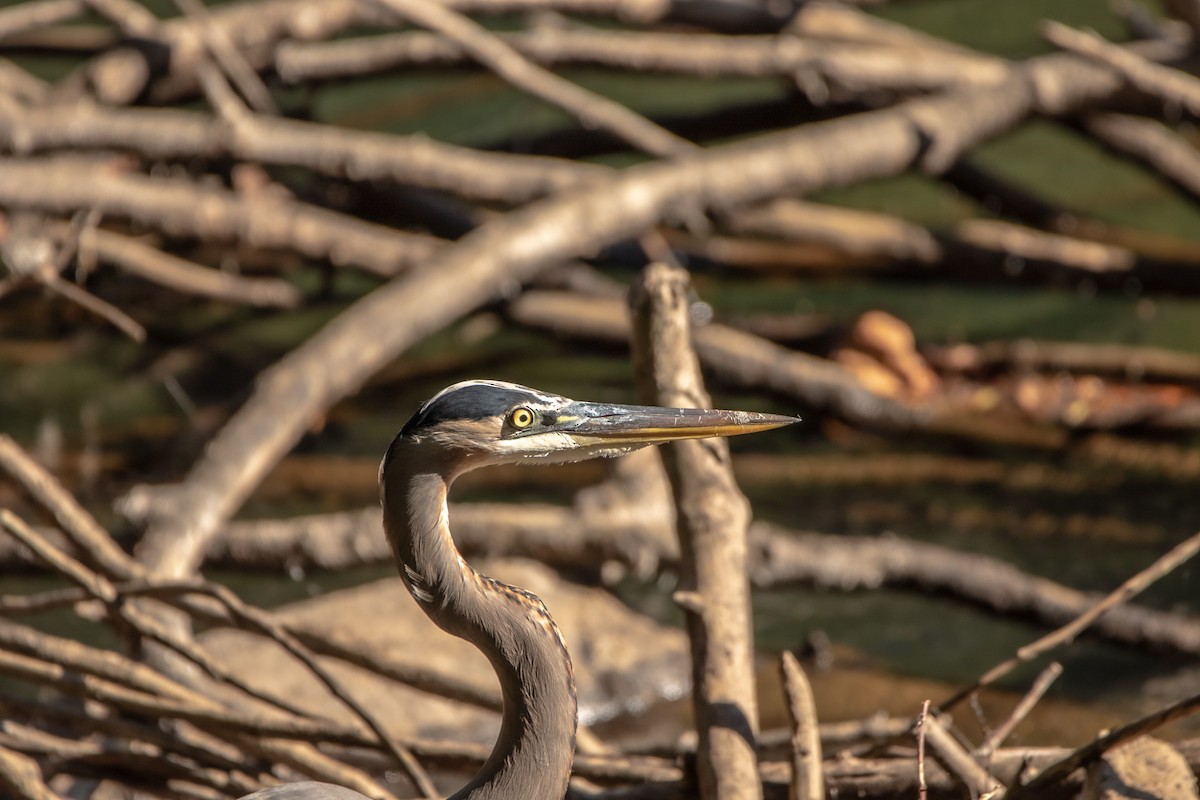 Great Blue Heron - ML493979161