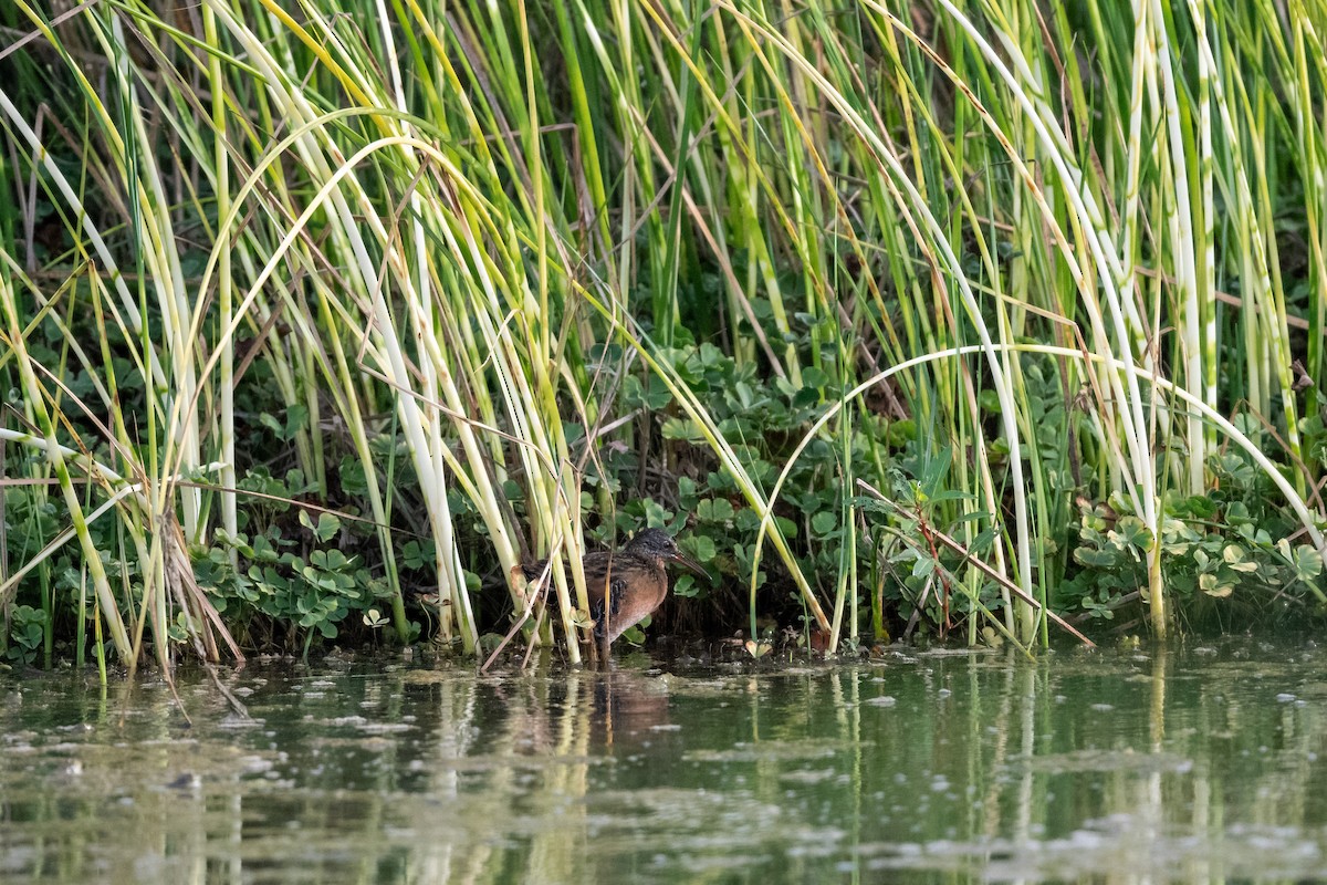 Virginia Rail - ML493979381