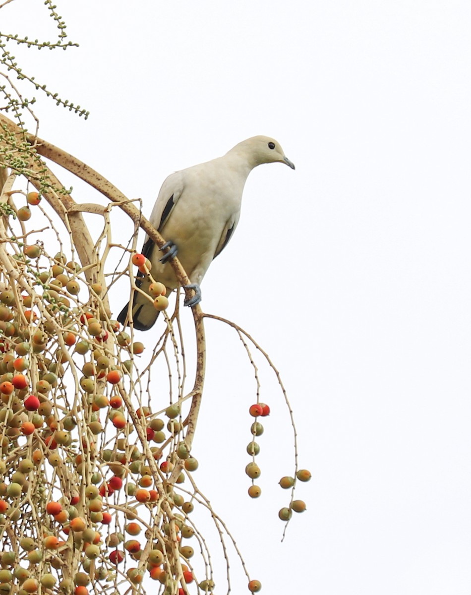 Pied Imperial-Pigeon - ML493979621