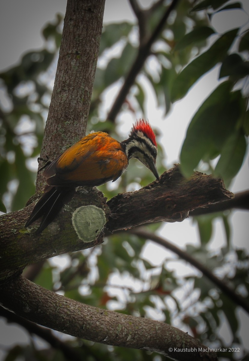 Common Flameback - ML493979801