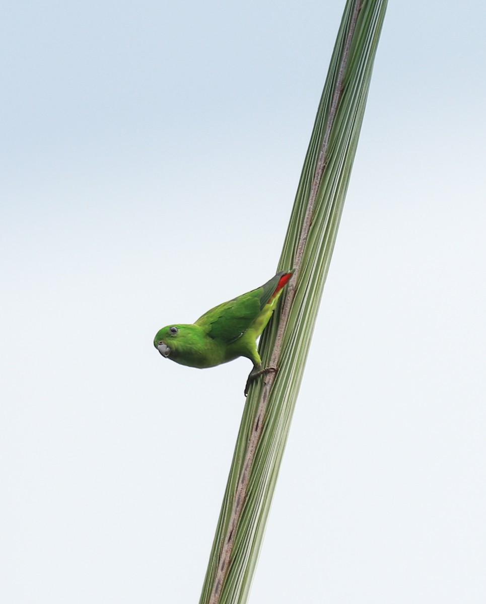 Blue-crowned Hanging-Parrot - ML493979891