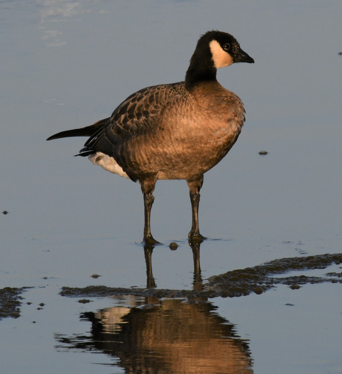 Малая канадская казарка - ML493980711