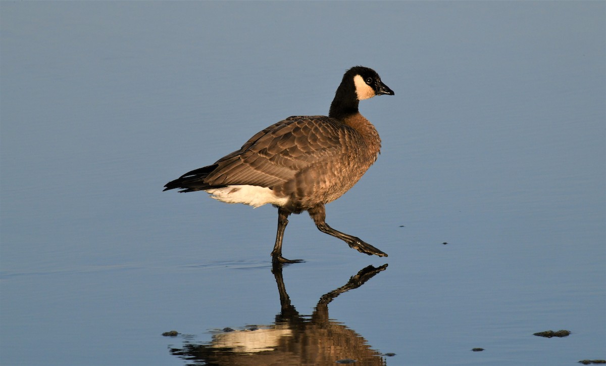 Малая канадская казарка - ML493980831