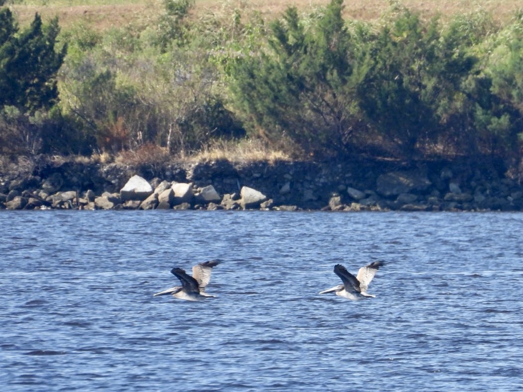 Brown Pelican - ML493981211