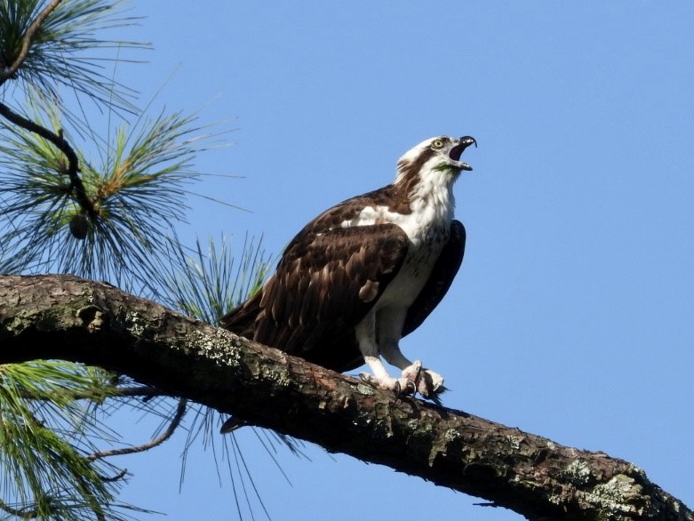 Águila Pescadora - ML493981291