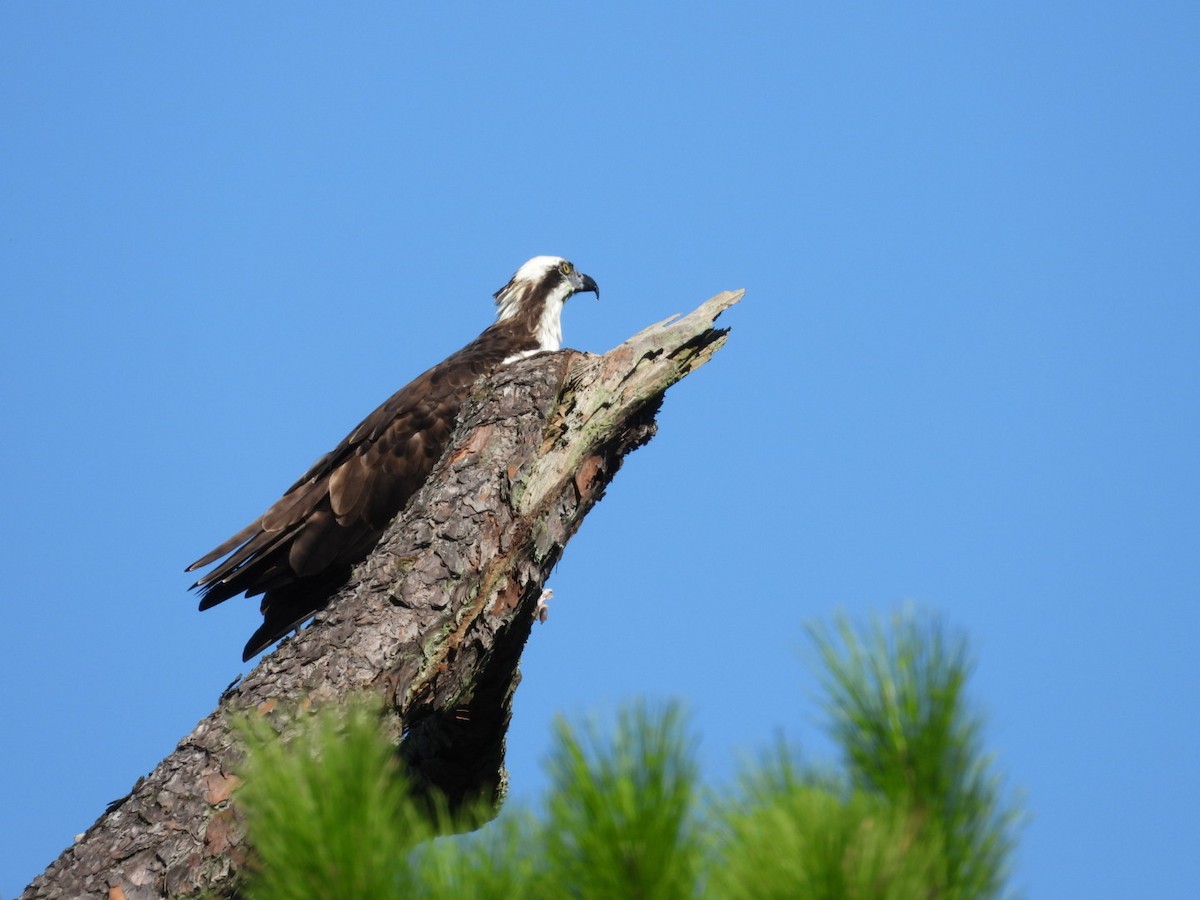 Águila Pescadora - ML493981301