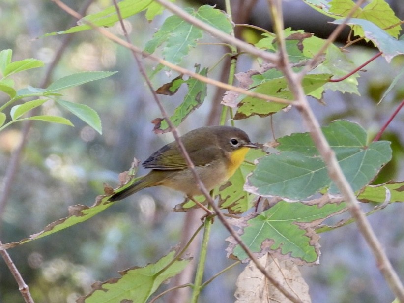 Common Yellowthroat - ML493981471