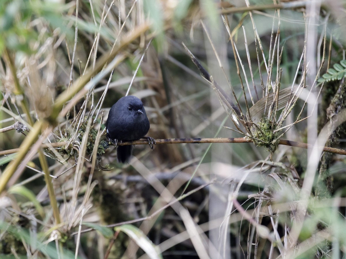 Loja Tapaculo - Nick Athanas