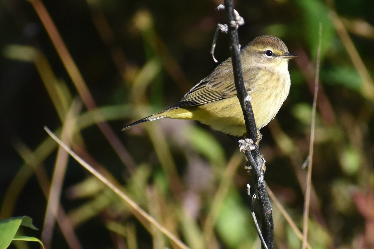 Palm Warbler - Jim Wilkinson